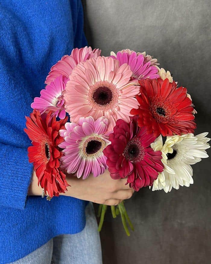 13 гербер 2700₽