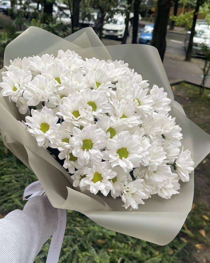 хризантема 11 2880₽